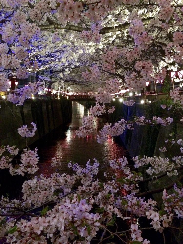 今年の桜開花予報