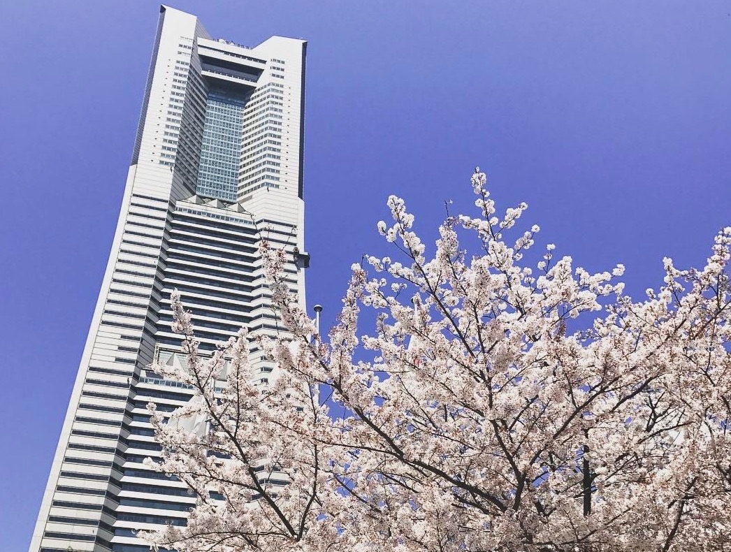 今年も綺麗な桜でした。