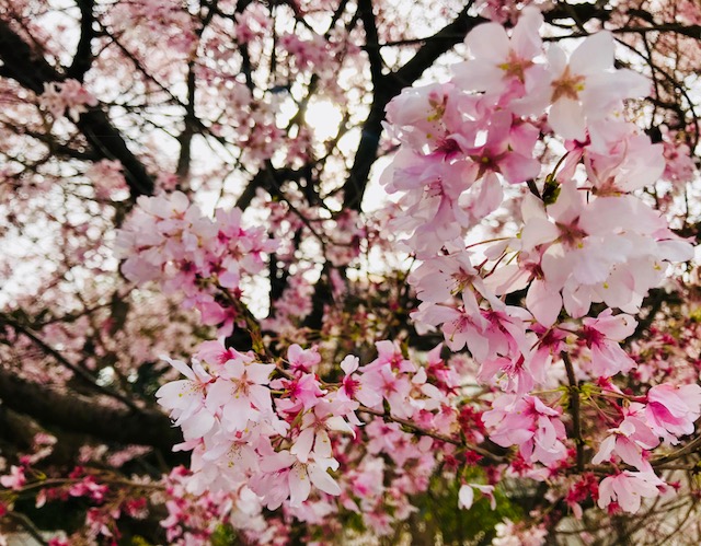 早咲きの桜