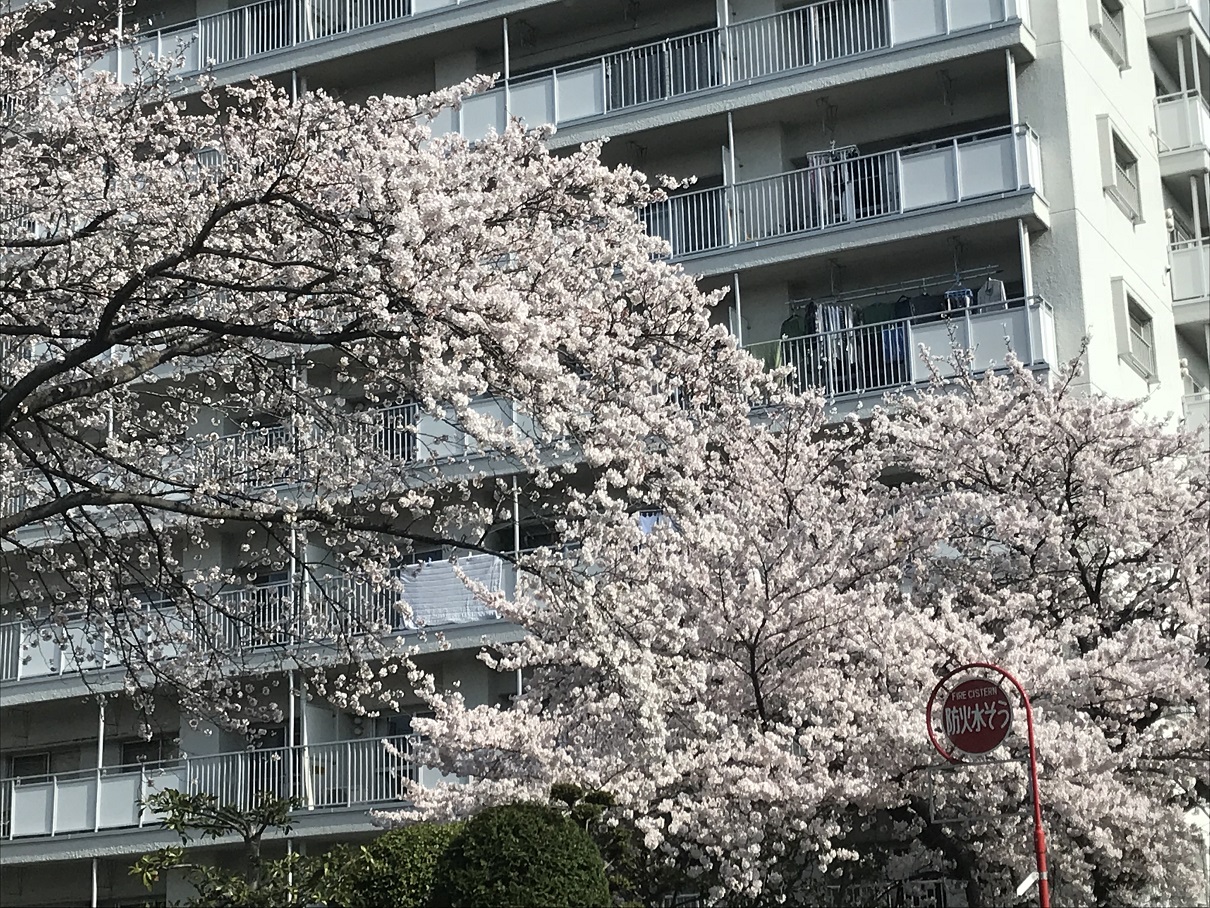 この時期は桜を楽しみましょう！