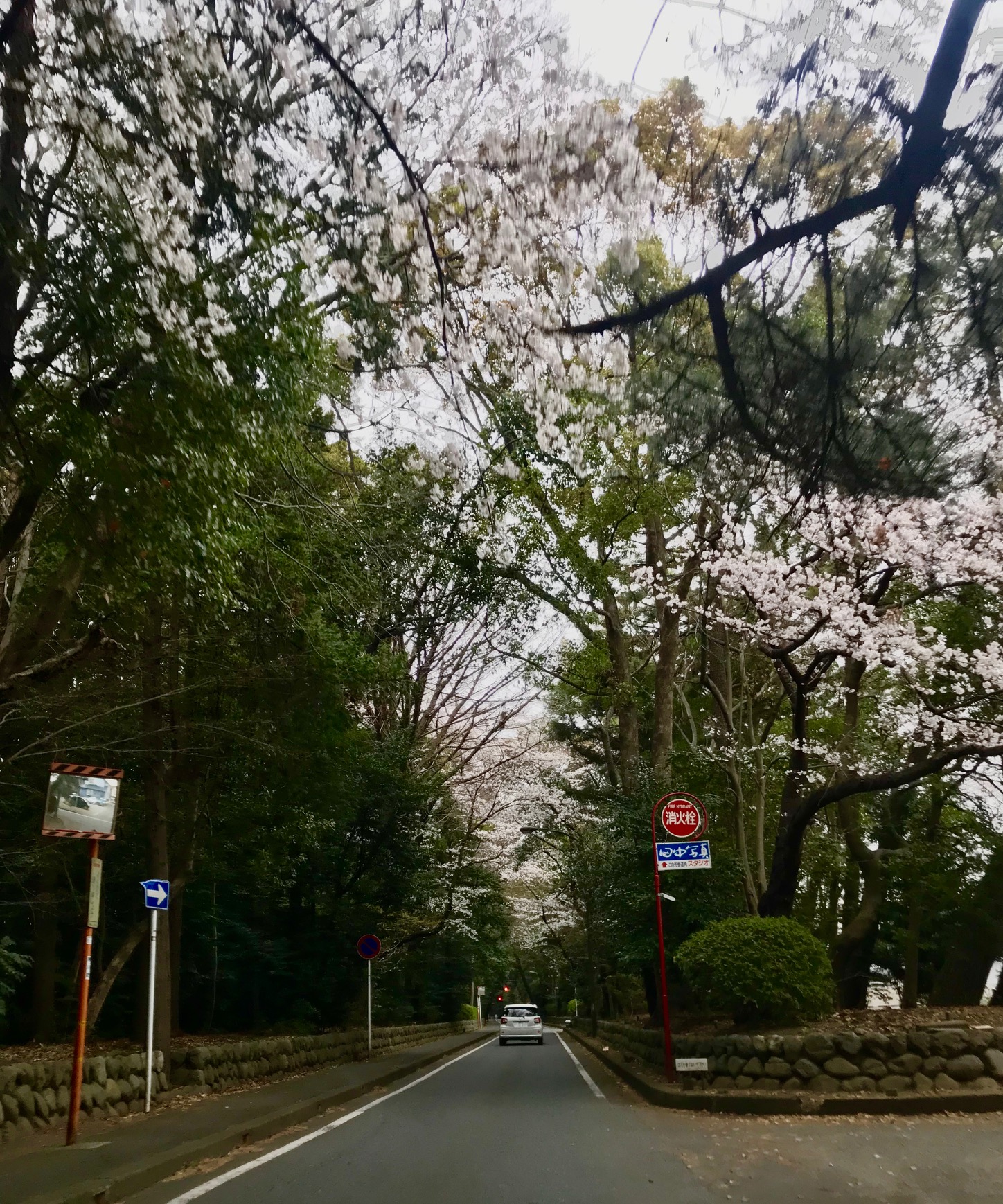 湘南方面の桜は５分咲きくらいでしょうか？