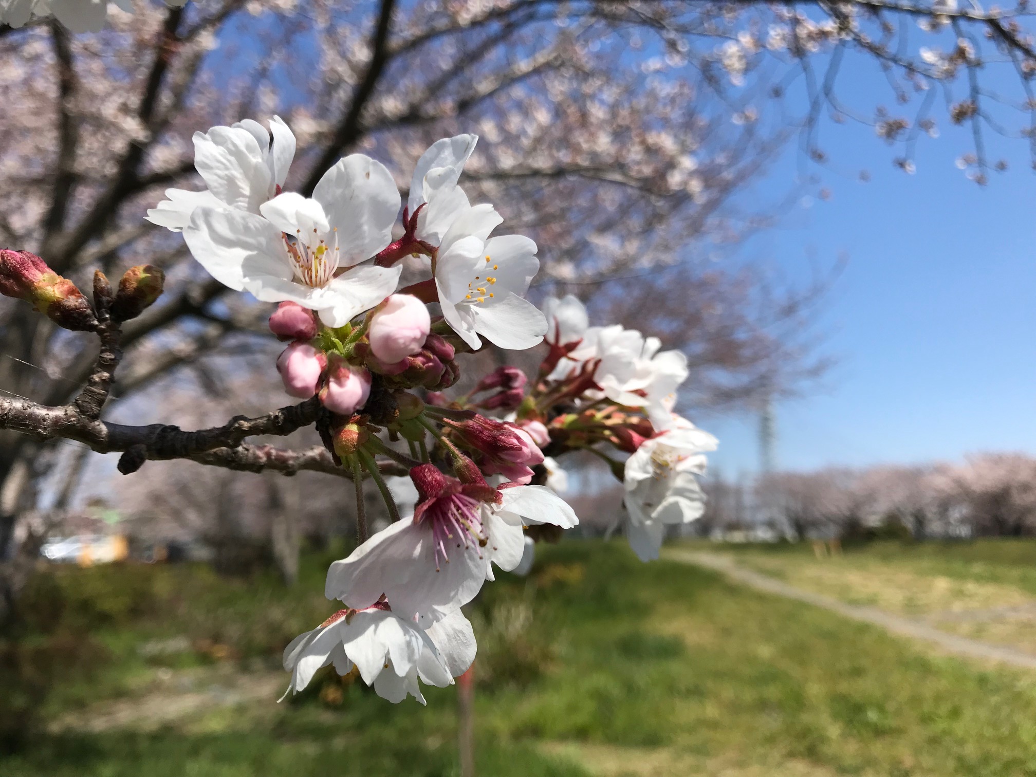 今年の桜は・・・