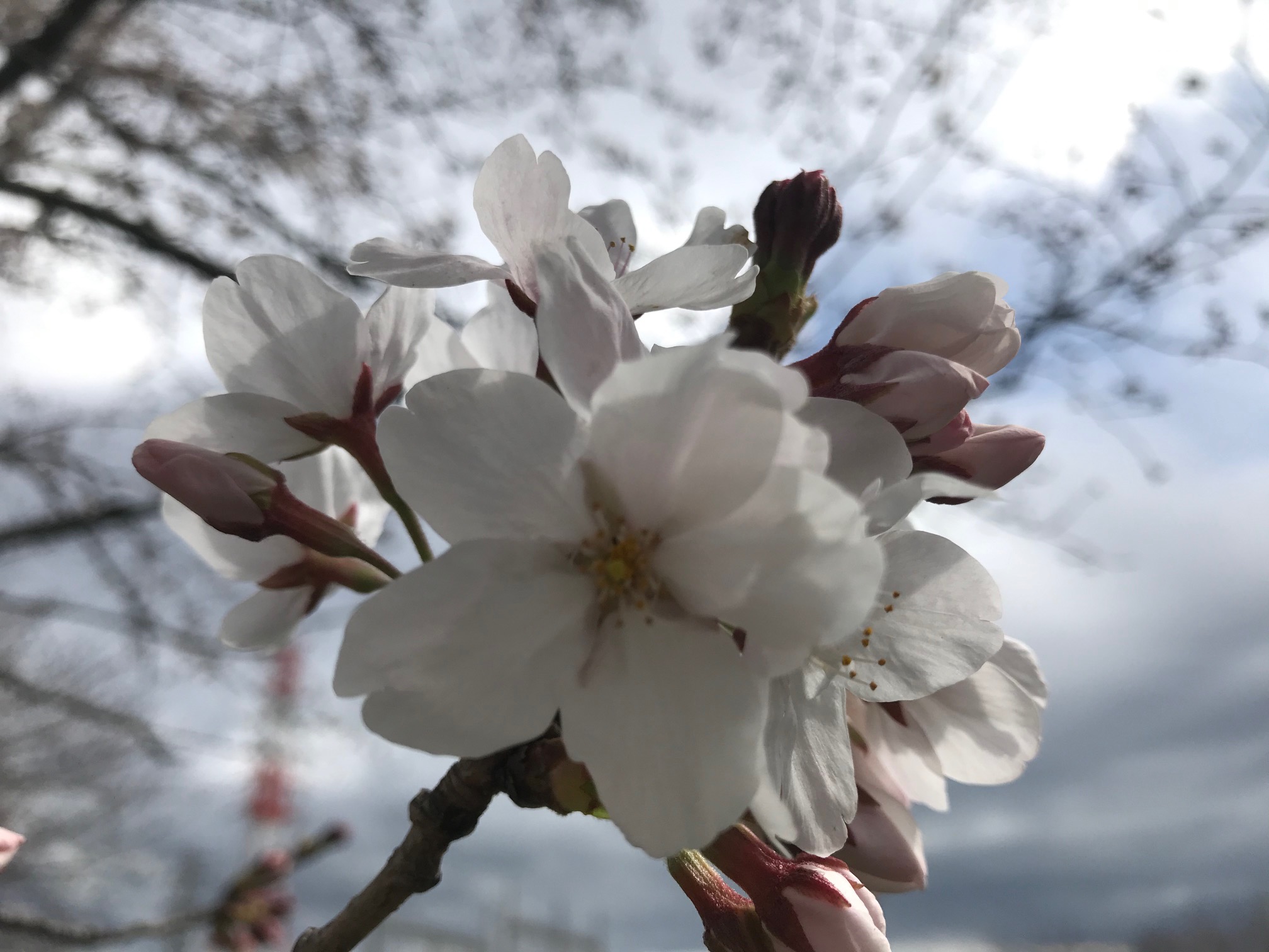 この時期のお楽しみ