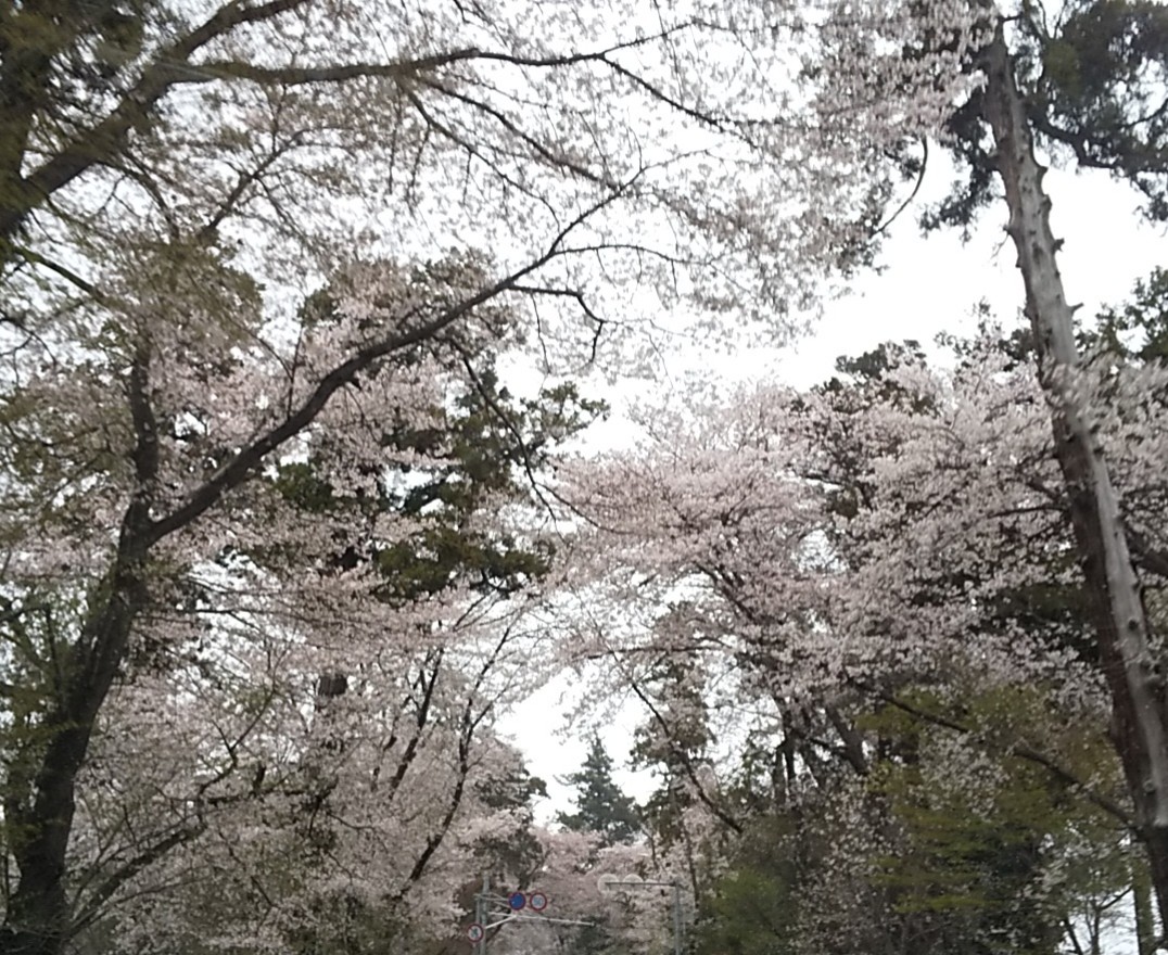 桜のトンネル