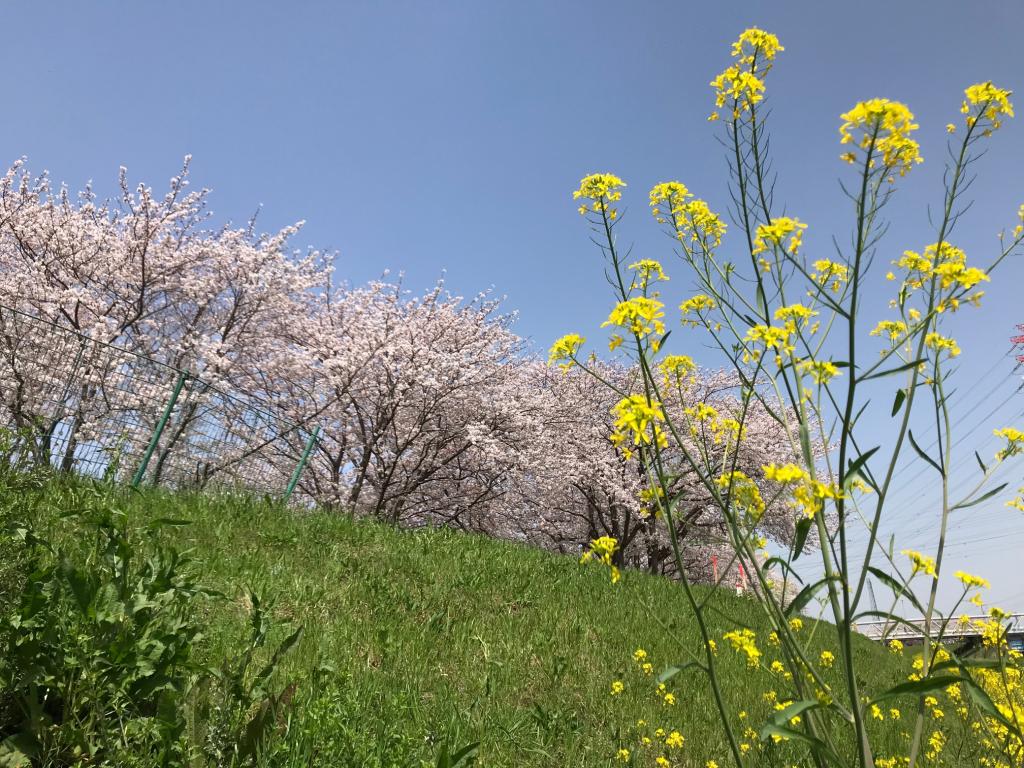 新年度が始まりました。